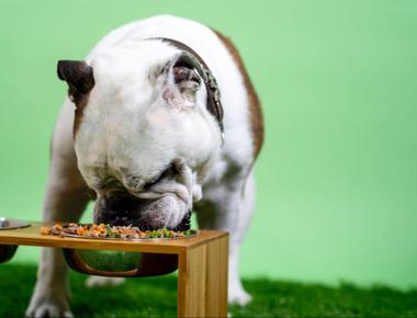 Feeding Your Dog Once a Day: Is It Cruel?