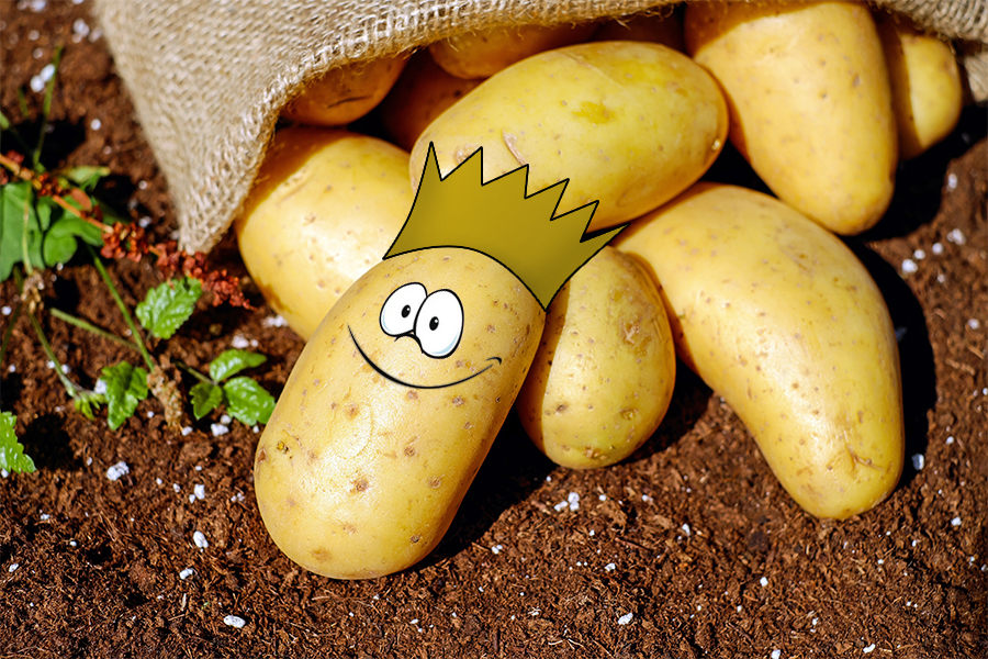 Gartenfexer im April - Wir suchen den Kartoffelkönig