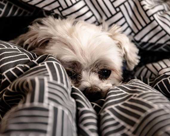 View of Preventing Fabric Eating in Dogs: Expert Tips and Strategies | Woof ...