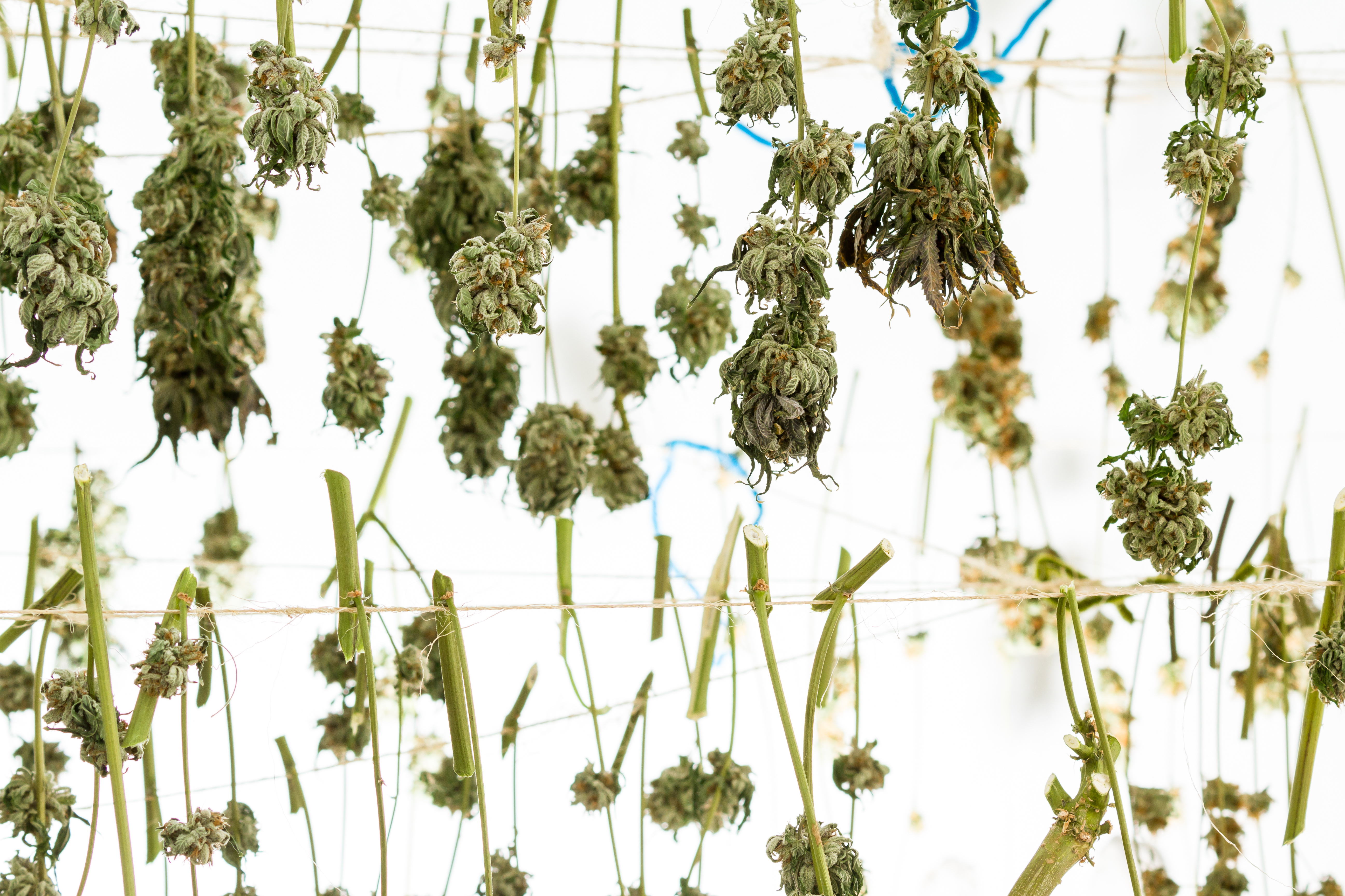 Cannabis Hang Drying Cannabis Hang Drying