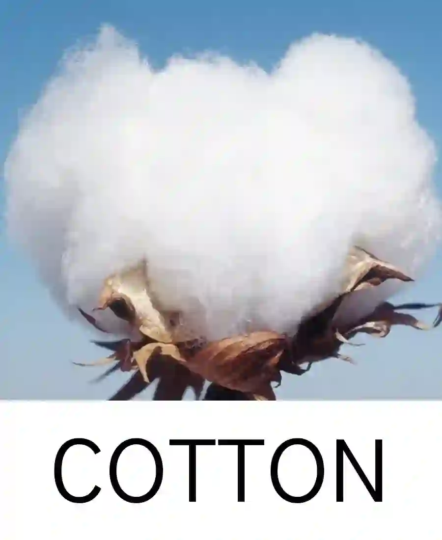 cotton image