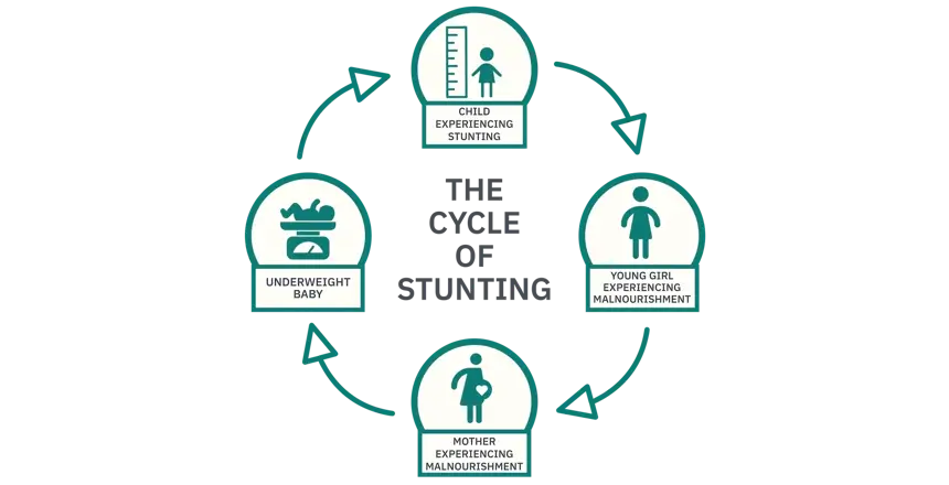 graphic showing the cycle of stunting