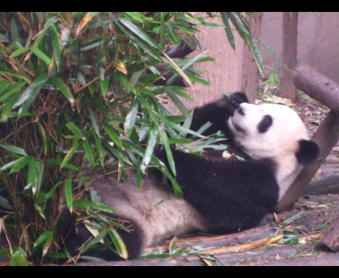 China Pandas 16