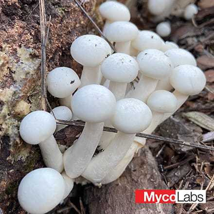 White Beech Mushroom (Hypsizygus marmoreus)