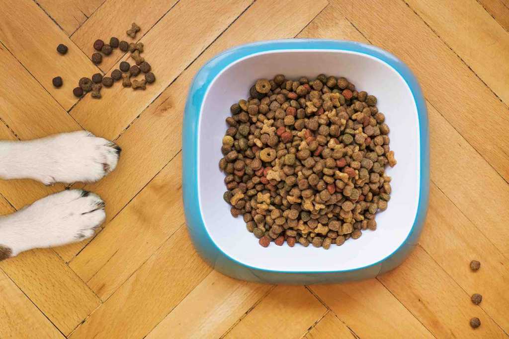 Foto di una ciotola con cibo per cani