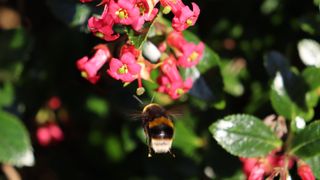 A bee flying straight towards a group of pink flowers.
