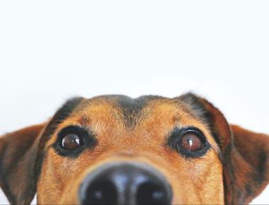 Can Dogs Really Blink? Here's the Simple Truth