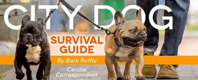 ​5 City Survival Tips for Dogs