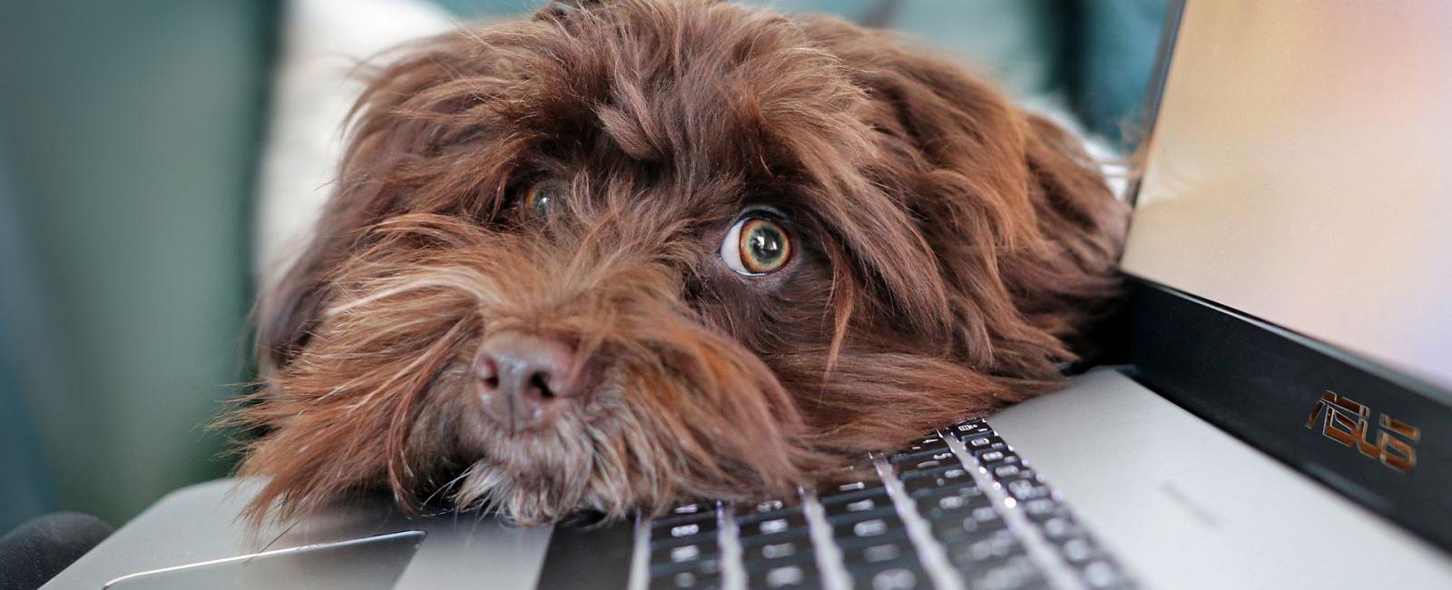 Crate Training Your Dog While Working from Home: Tips for Success