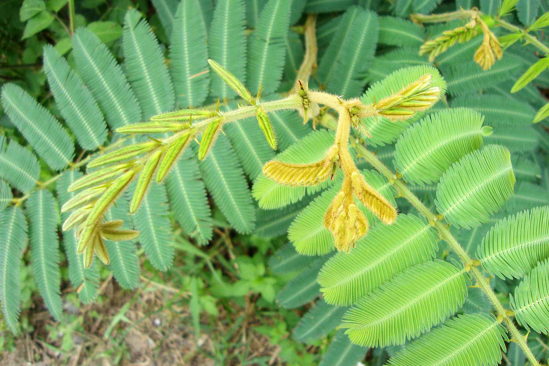 Mimosa pigra