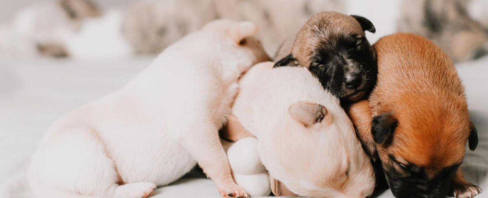 Dog Pregnancy: When Can You Feel Puppies Move?