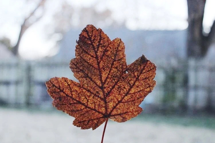 Image of: leaf