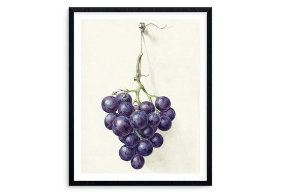 A Bunch of Grapes 