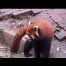 China Red Pandas 21