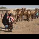 Somalia Camel Market 17