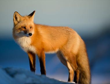 Are Foxes Actually Dogs? Can They Interbreed?