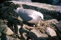 A Common Gull on the nest