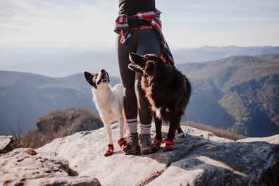Why Your Dog Needs Boots