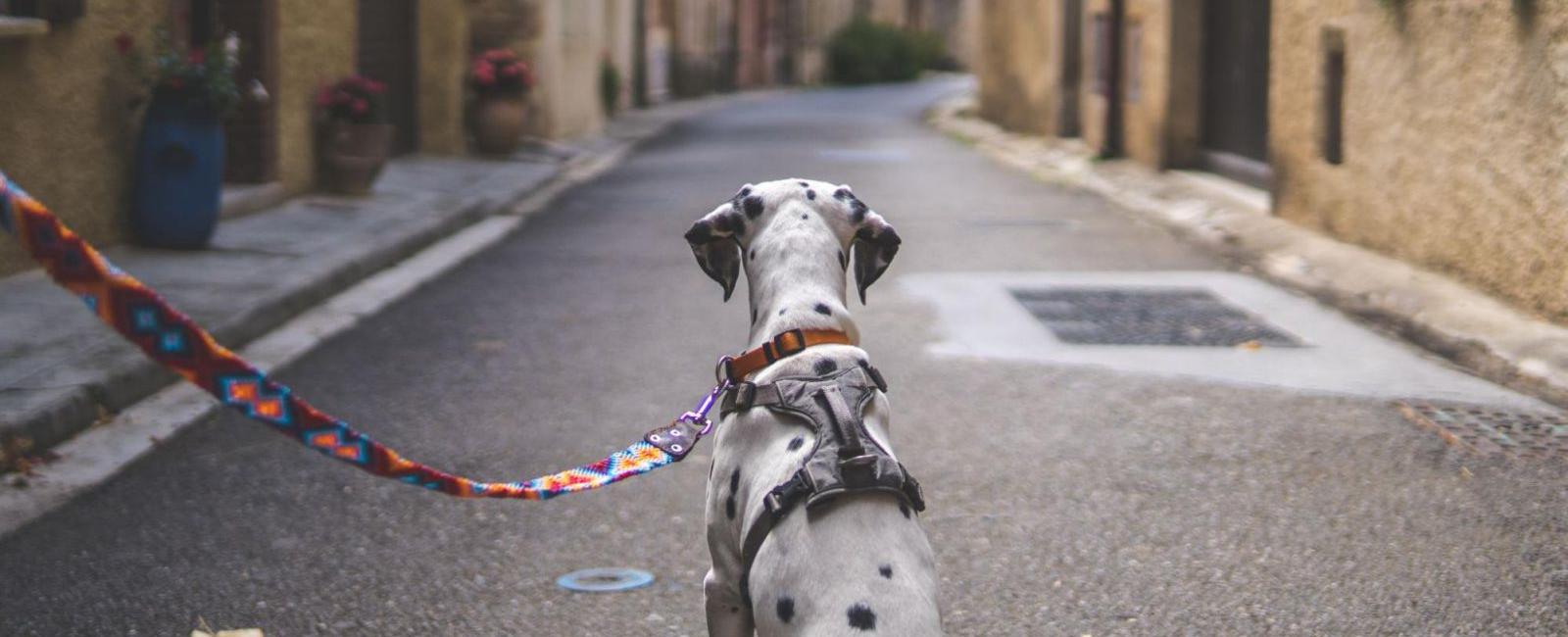 Easy Dog Training: Leash Train Your Puppy in No Time