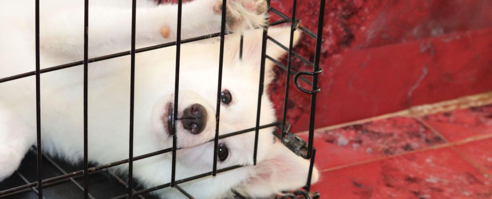 When Should You Move the Puppy Crate out of the Bedroom?