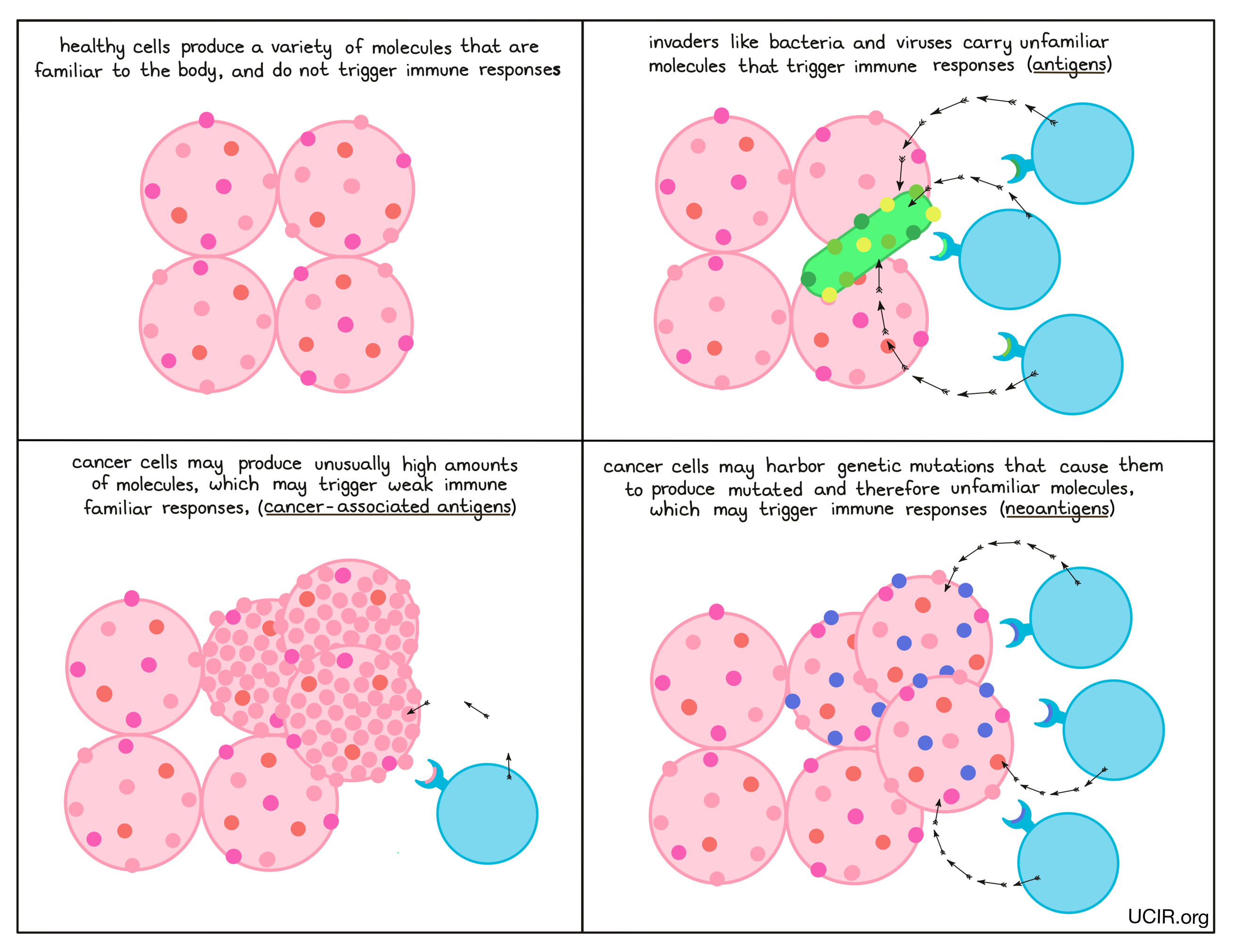 Depiction of healthy and cancerous cells and the respective immune system responses they trigger.