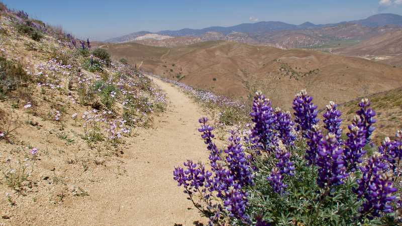 Lupins in the Tehachapi Mountains