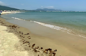 Vista da praia com foco na água esverdeada com pequena faixa de areia molhada a esquerda.