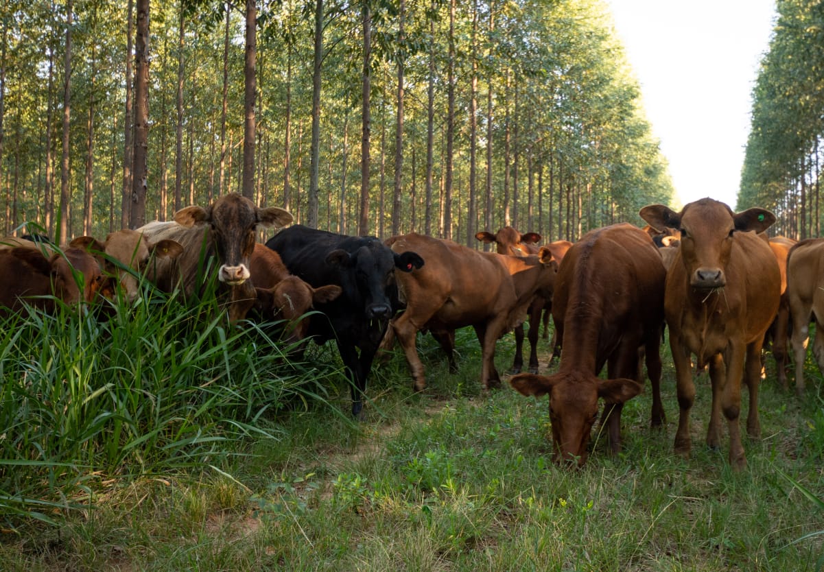 Group of cows grazing