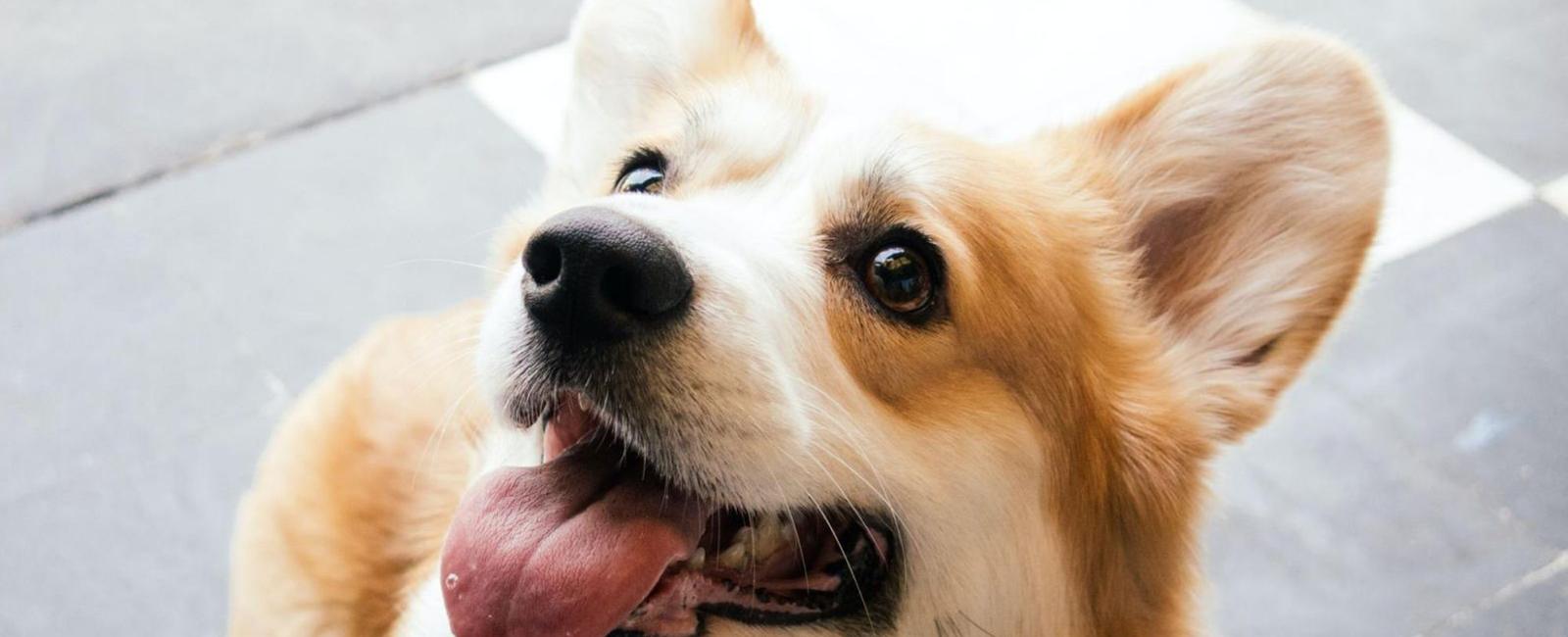 Dog Panting in Crate? Here's Why & What to Do About It