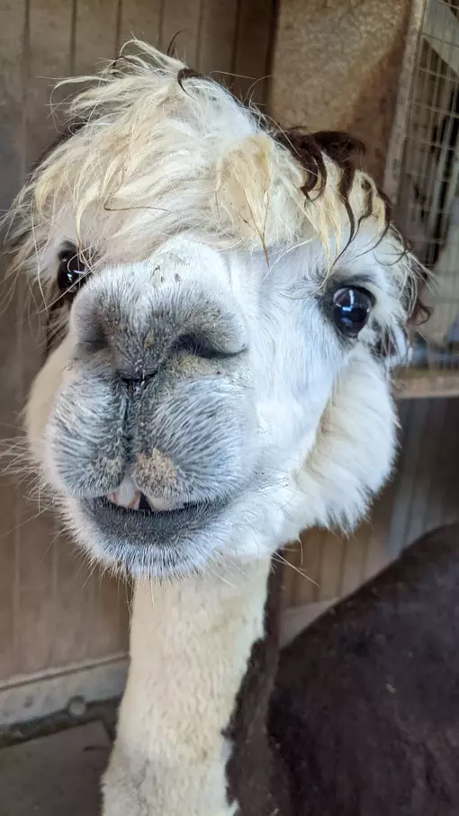 An image of an alpaca named Lacy
