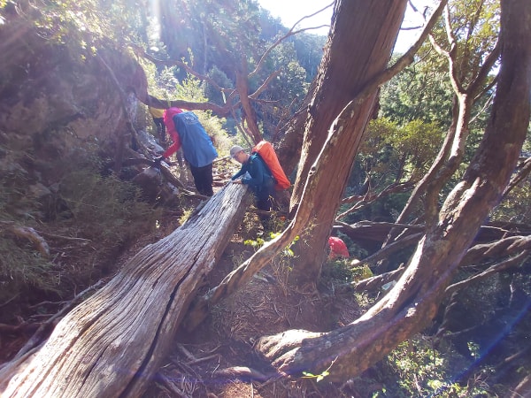 Hikers crossing fallen trees on the trail