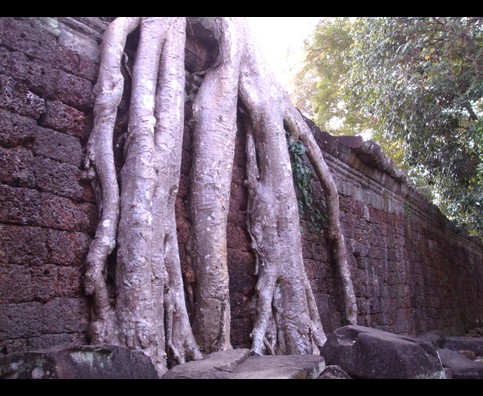 Cambodia Jungle Ruins 2