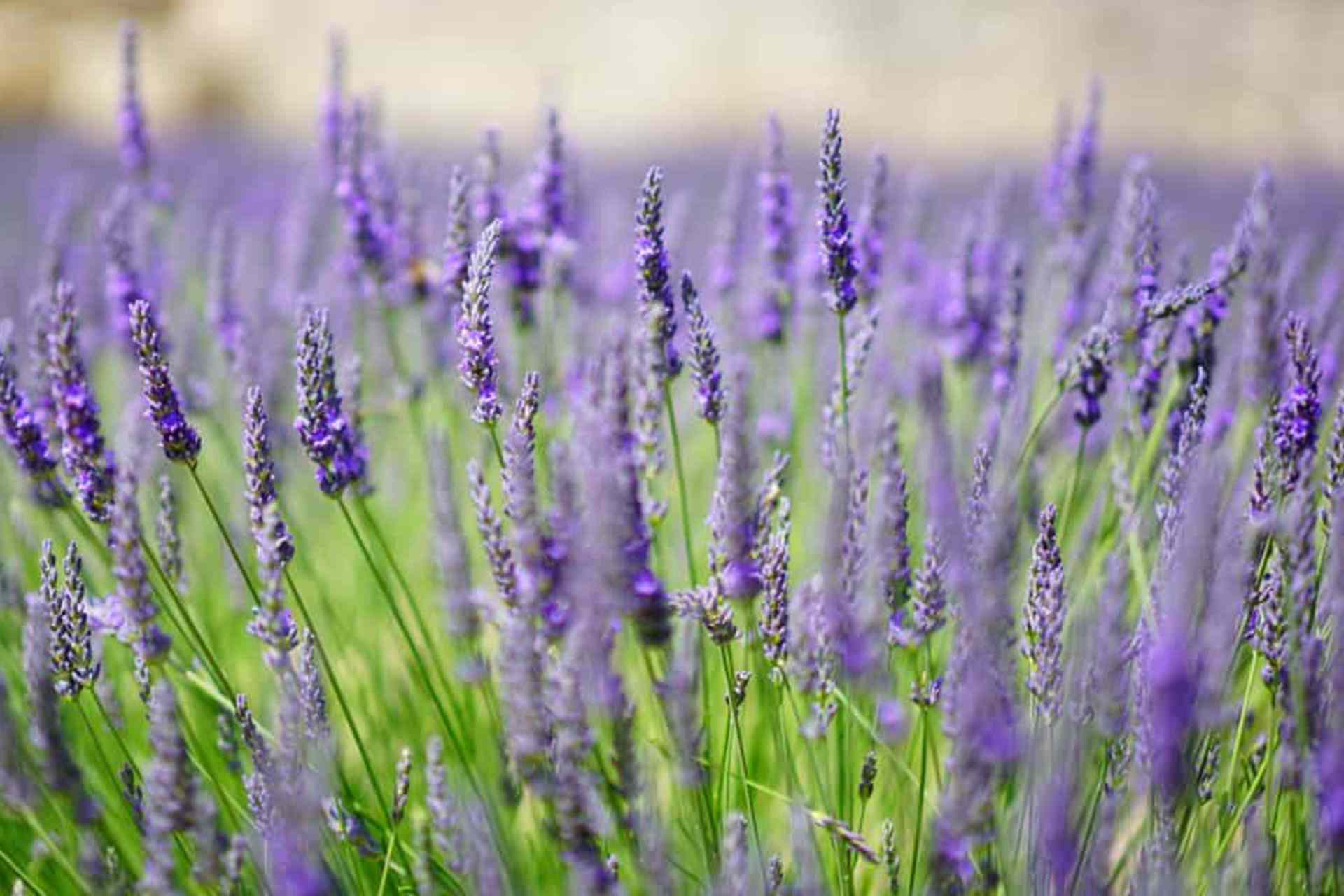 Lavender plant