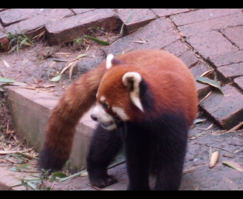 China Red Pandas 21