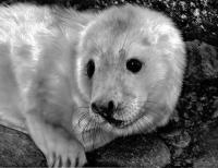 A Grey Seal pup on the rocks
