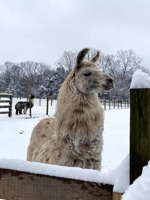 An image of a llama named Appy Hour in the snow