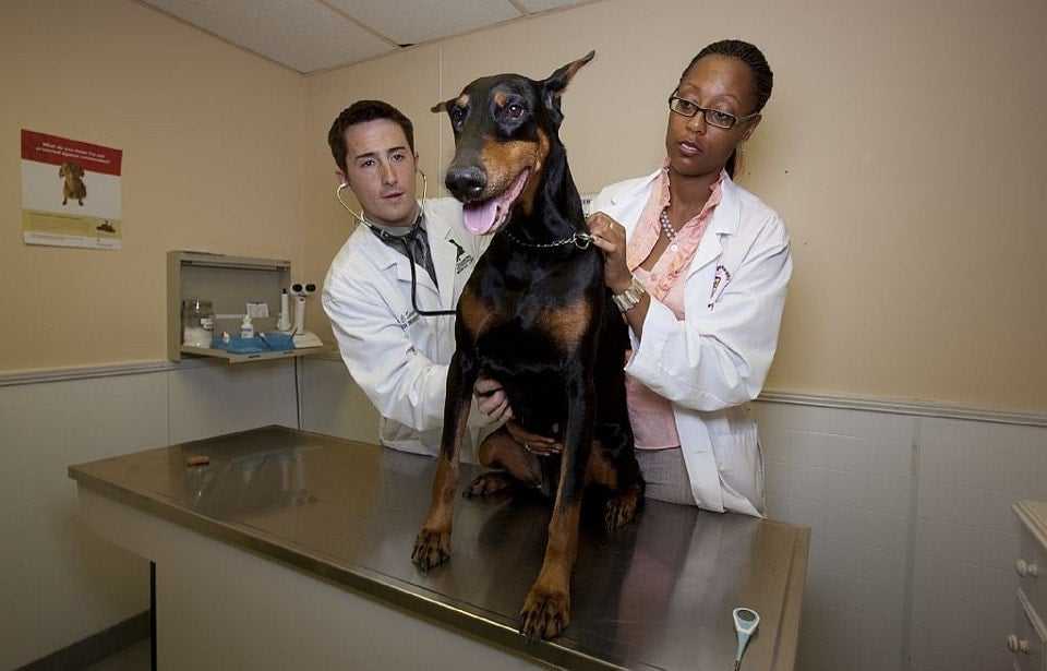 Common Mistakes Pet Owners Make at the Vet