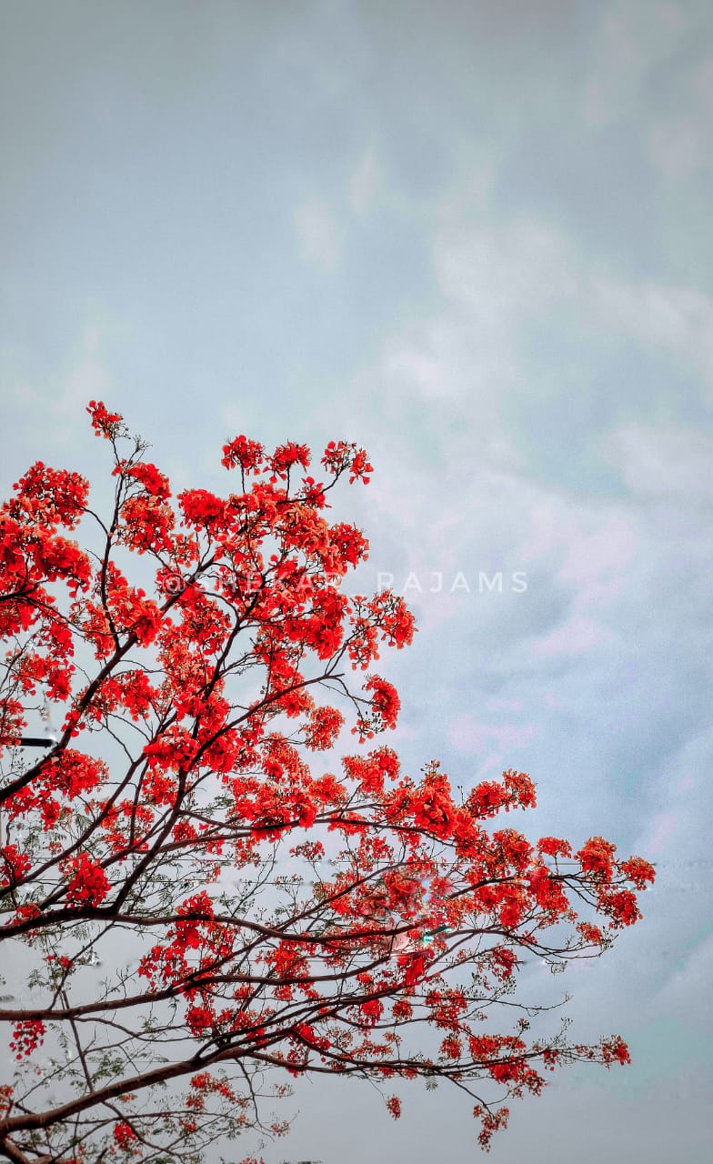 Reddish-flower