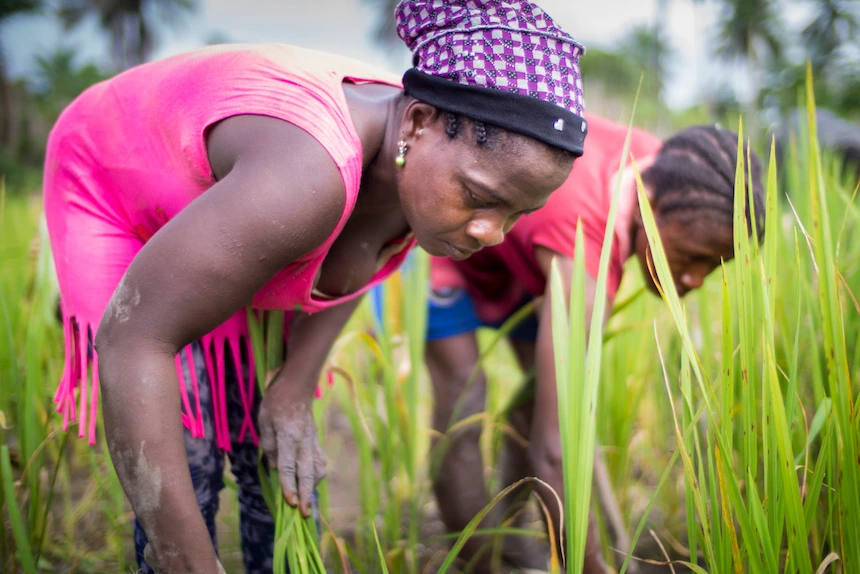 A Liberian farmer weeding a rice field