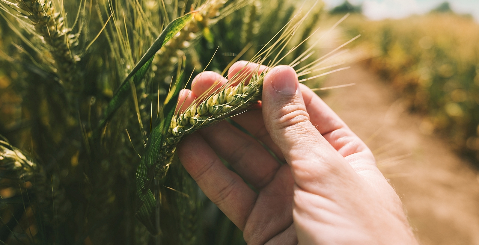 fingers holding grain