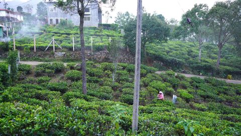 Neighbouring house and tea estate