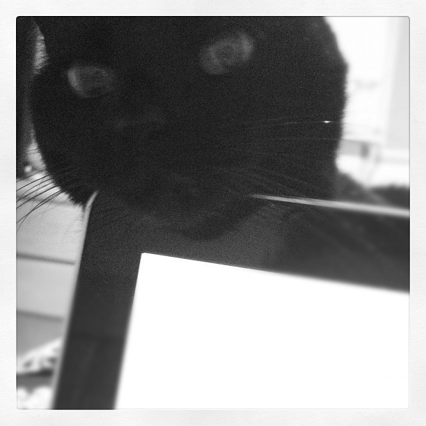 The be all, the end all Puddles the cat!