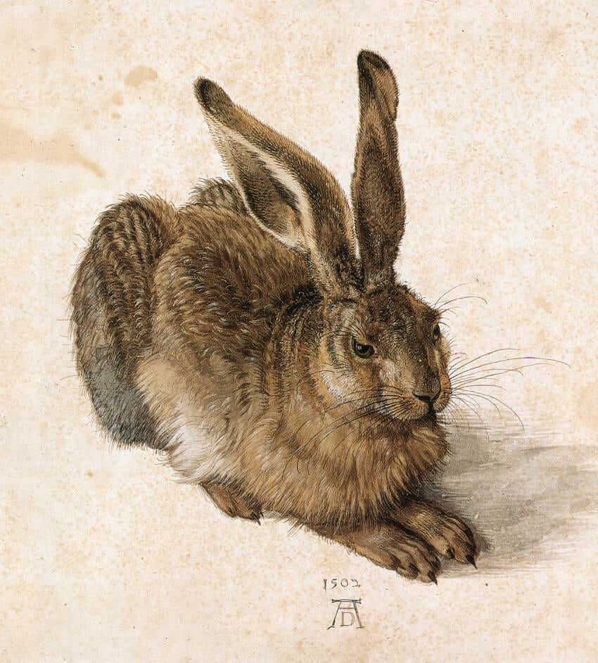 Альбрехт Дюрер. Заяц. 1502. Источник: wikipedia.org