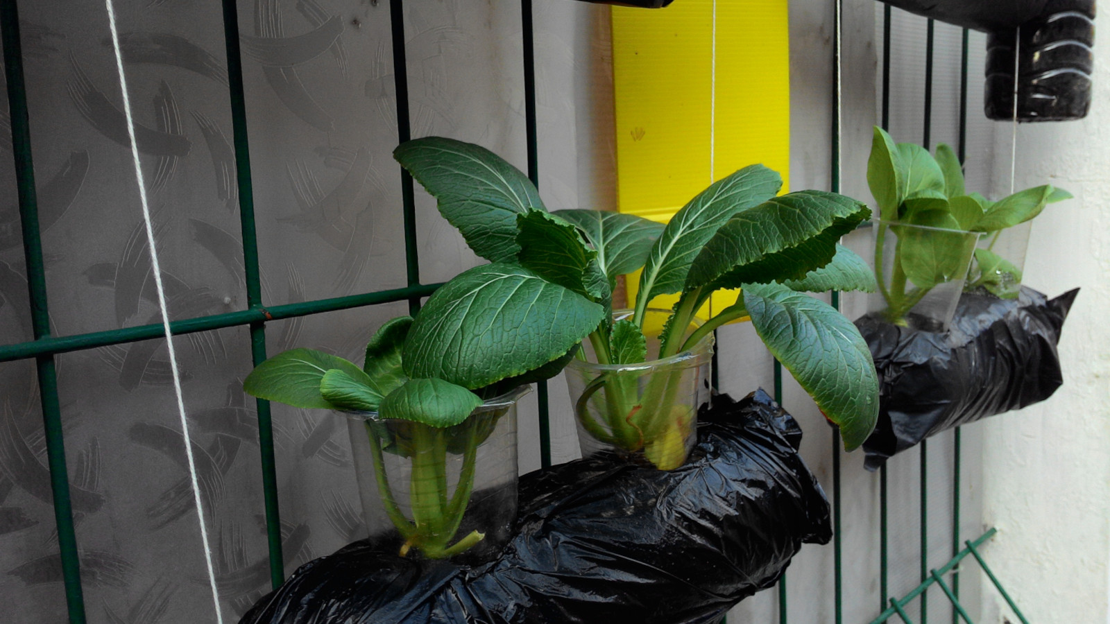 Hydroponic Wick System