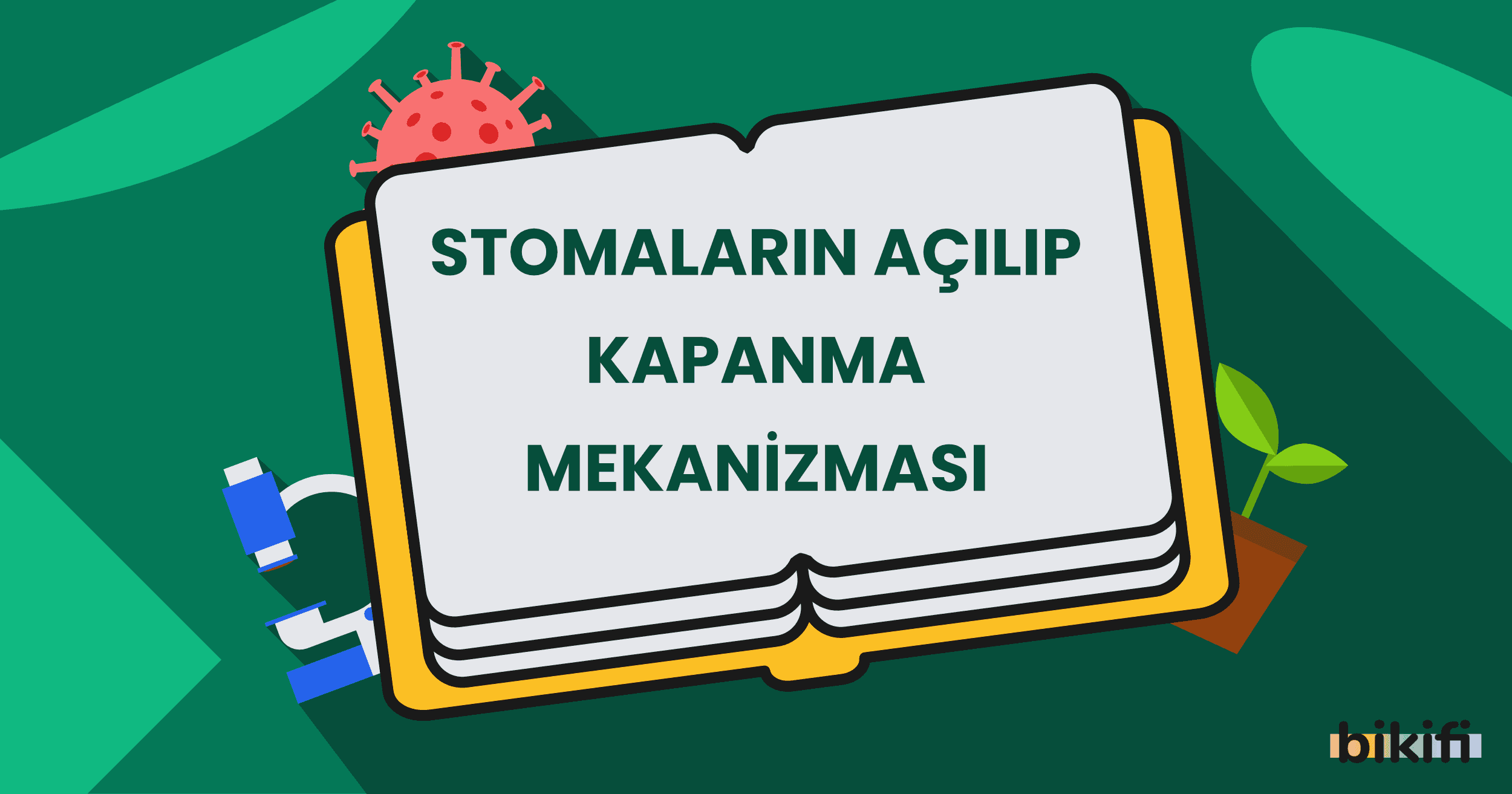 Stomaların Açılıp Kapanma Mekanizması