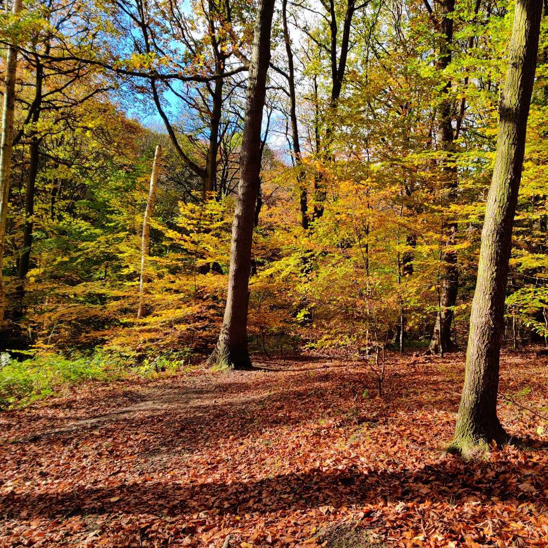 Gledhow Valley Woods in Autumn