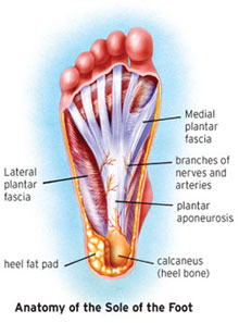 "Plantar