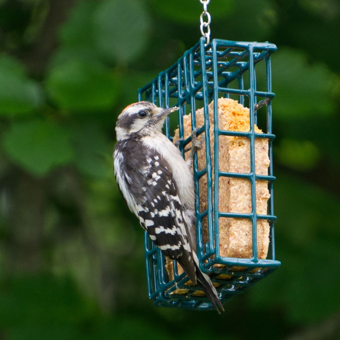A small bird eats at an outdoor bird feeder