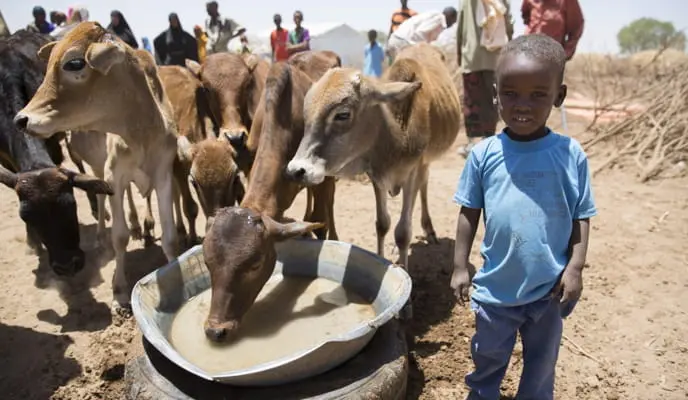 A Somali boy with some cows at a water trough