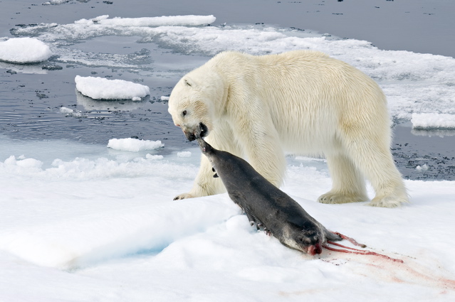 Melting kingdom of the Polar Bear